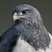 Black-chested Buzzard-Eagle